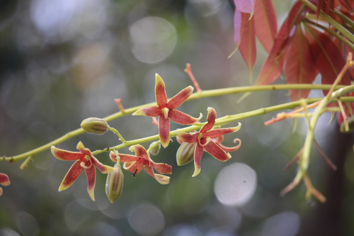 Sterculia foetida L.